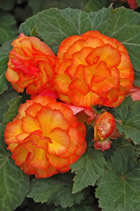 Fleur