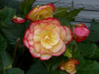 Fleur