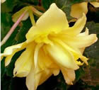 Fleur