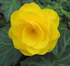 Fleur
