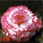 Fleur