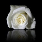 Fleur
