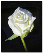 Fleur