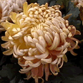 Fleur