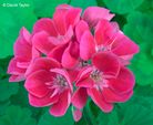 Fleur