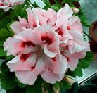 Fleur
