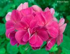 Fleur