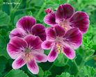 Fleur