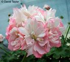 Fleur