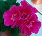 Fleur