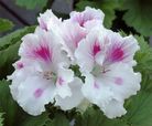 Fleur