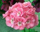 Fleur