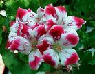 Fleur