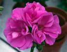 Fleur