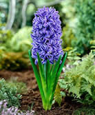 Fleur