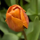 Fleur