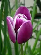 Fleur