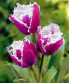 Fleur