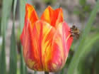Fleur