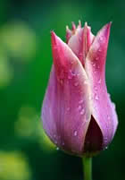 Fleur