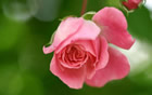 Fleur