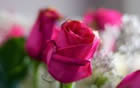 Fleur