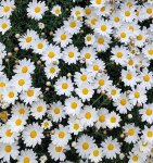 Fleur
