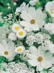 Fleur