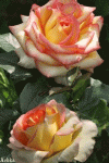 Fleur