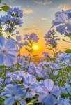 Fleur