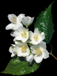 Fleur